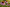 Fiori di echinacea osservati da vicino