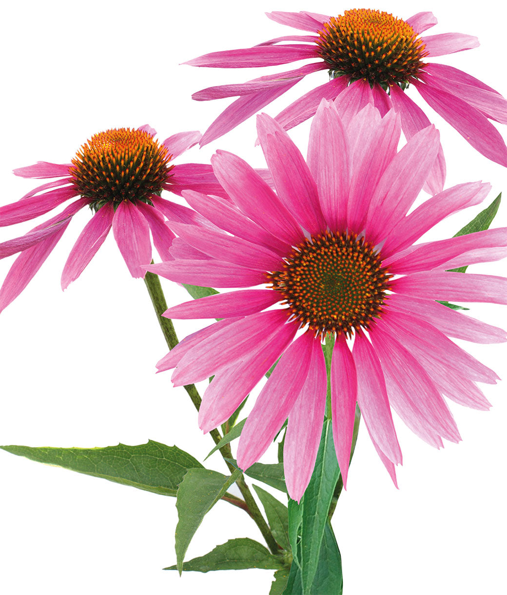 Doble Escudo para el sistema inmunológico ECHINACEA COLLOIDALE - Suplemento Coloidal Puro - Nano Gotas BIOMED 1000 ppm